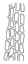 Dicranella dietrichiae, laminal cells at mid limb. Drawn from K.W. Allison 631, CHR 532232.
 Image: R.C. Wagstaff © Landcare Research 2018 